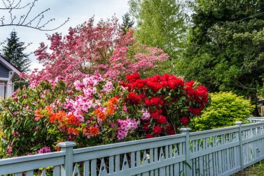 Burien, Washington 'da bir evin ön bahçesinde parlak yemyeşil çiçekler açar..