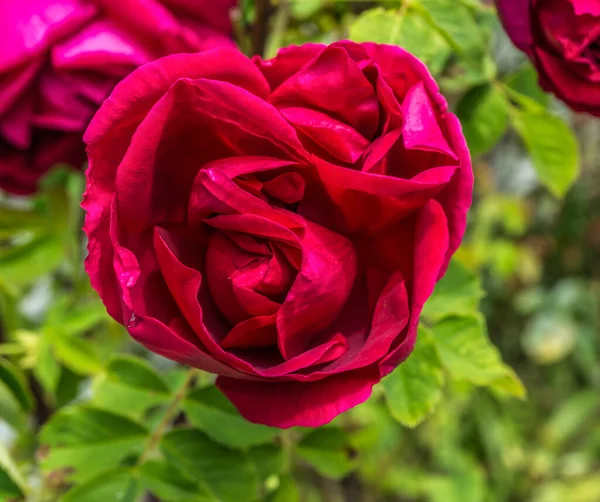 Une Macro Photo Une Rose Rouge Riche — Photo