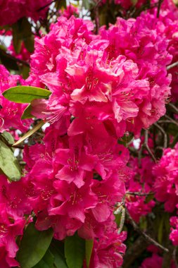Pembe bir Rhododendron çiçek kümesinin makro görüntüsü.