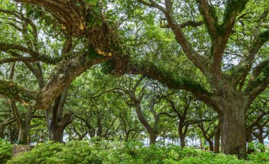 Charleston, Güney Carolina 'da Live Oak ağaçları.