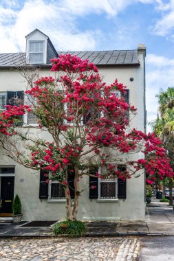 Güney Carolina Charleston 'da çiçek açan bir Crepe Myrtle ağacı..