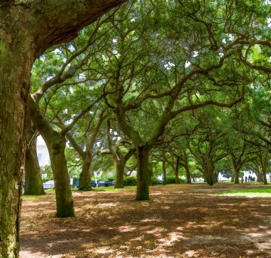 Charleston, Güney Carolina 'da Canlı Meşe Resimleri.