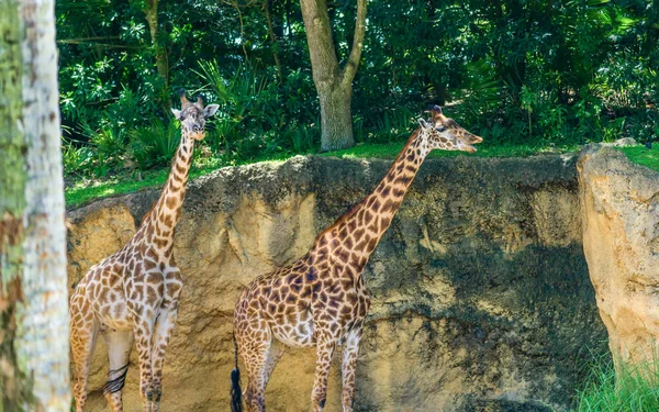 Dwie Żyrafy Zoo Florydzie — Zdjęcie stockowe