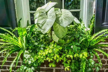 Güney Carolina, Charleston 'da pencere bitkileri.