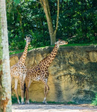 Florida 'da bir hayvanat bahçesinde iki zürafa..