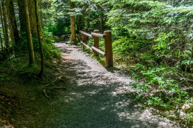 Washington 'da Denny Creek' te yürüyüş parkuru..