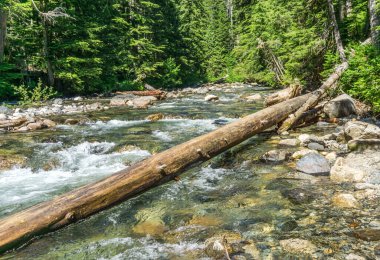 Rapids, Washington 'daki Denny Creek' te beyaz su yarattı.