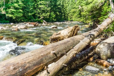 Rapids, Washington 'daki Denny Creek' te beyaz su yarattı.