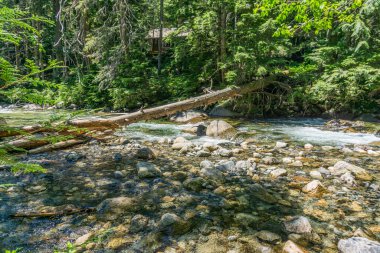 Devrilen bir ağaç, Washington 'da Denny Creek' i kaplar..