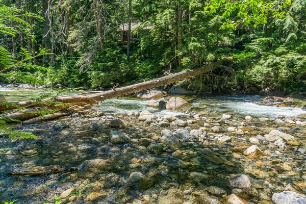 Devrilen bir ağaç, Washington 'da Denny Creek' i kaplar..