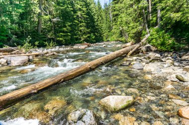 Rapids, Washington 'daki Denny Creek' te beyaz su yarattı.