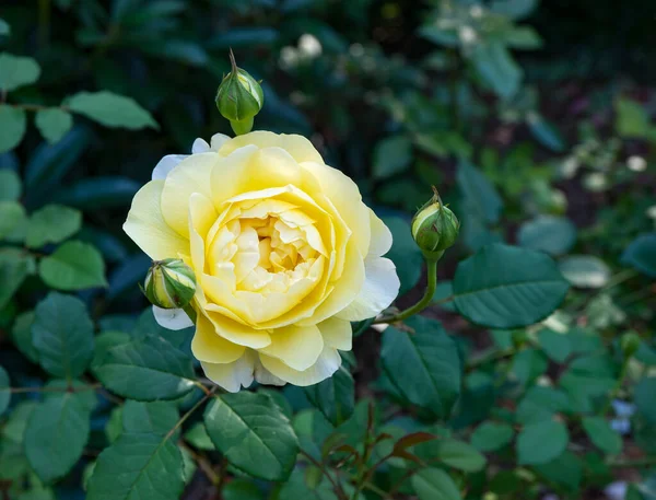 Macro Shot Yellow Rose Garden South Seattle Washington — Photo