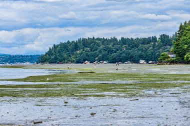 Kıyı çizgi nokta, Washington'da bir görünümünü.