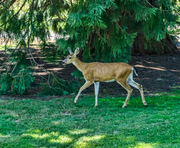 Deer Walk Point Defiance Park Tacoma Washington — Stockfoto