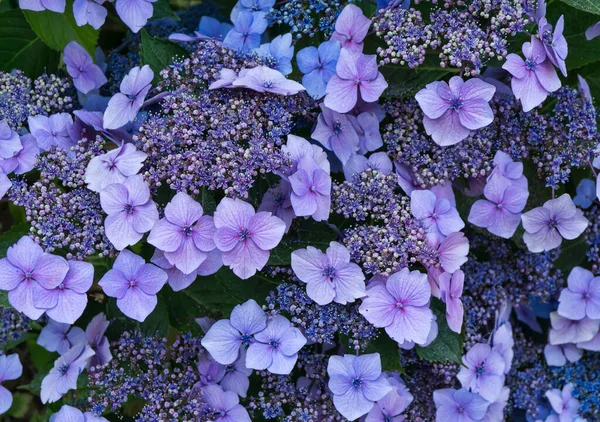Macro Shot Purple Blossoms Garden South Seattle Washington — Photo