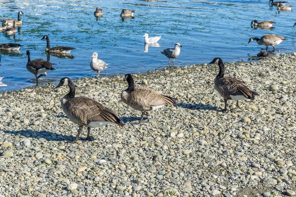 Feeding Time Birds Des Moines Pier Washington State — Photo