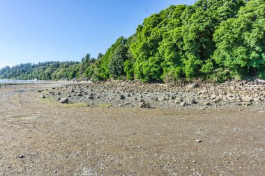 Trees line the shore at Des Moines, Washington. The tide is low.