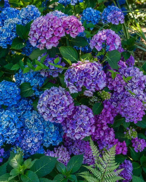 Colorful Hydrangea Flowers Garden Renton Washington — Photo