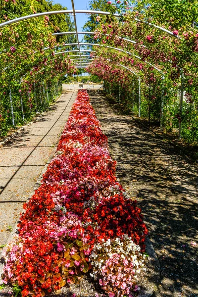 Beginning Phase Rose Arbor Point Defiance Park Tacoma Washington — Photo