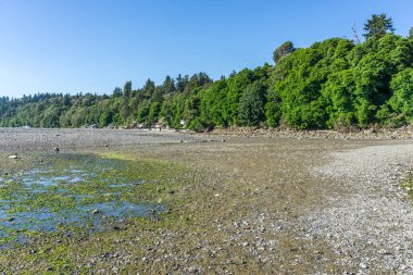 Trees line the shore at Des Moines, Washington. The tide is low.
