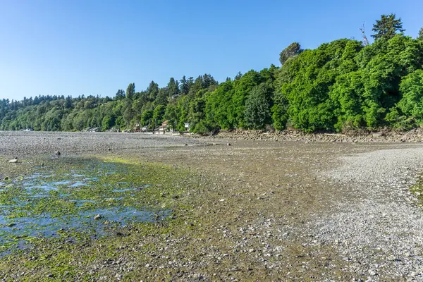 Trees line the shore at Des Moines, Washington. The tide is low.