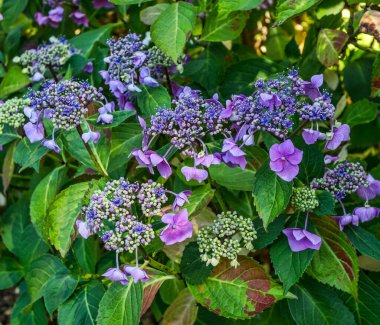 A macro shot of purple blossoms in a garden in South Seattle, Washington.