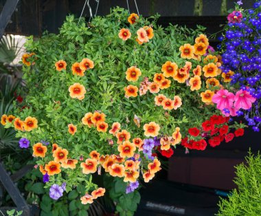 A close-up shot of red and orange flowers in a hanging basket in West Seattle, Washington.
