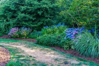 Colorful Hydrangea flowers at a garden in Renton, Washington.