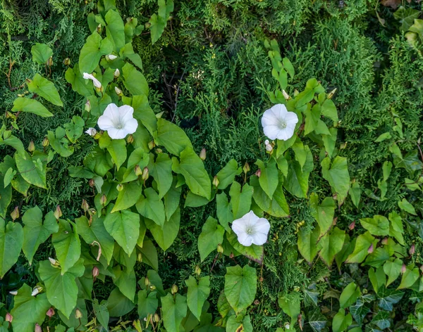 White Flowers Clinging Vine Ind Des Moines Washington — Stok fotoğraf