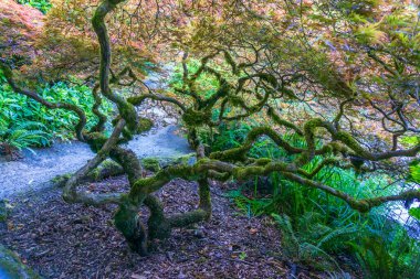 Branches on a Japanese Maple tree in a garde in Renton, Washington.