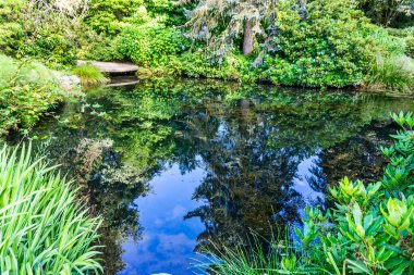 Reflection in a pond at a garden in Seattle, Washington.