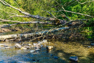 A deadwood tree along Green River in Washington State.
