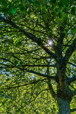 Backlet branches and leave in Washington State.