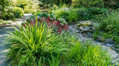 A view of a lush garden in Seatac, Washington.