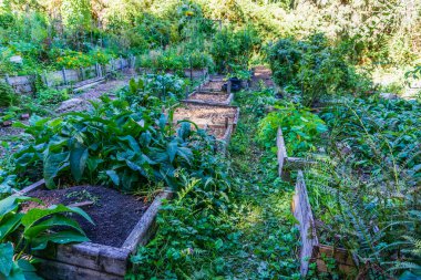 Seattle, Washington 'da geniş canlı bir halk bahçesi bezelye tarlası.