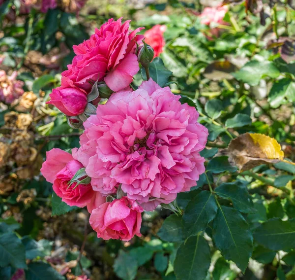 Куча Розовых Роз Садовом Домике Ситак Вашингтон — стоковое фото