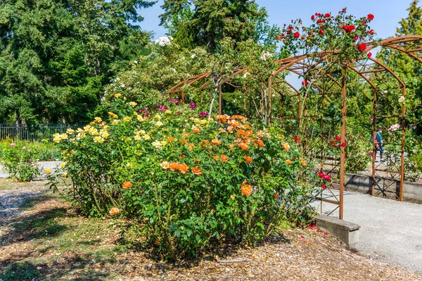 Arbuzy Róże Ogrodzie Seatac Waszyngton — Zdjęcie stockowe