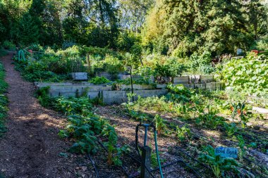 Seattle, Washington 'da geniş canlı bir halk bahçesi bezelye tarlası.