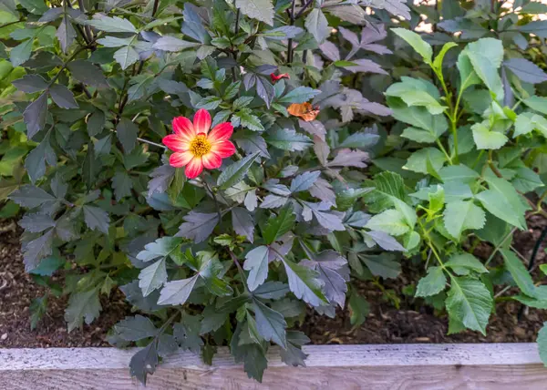 Una Flor Colores Brillantes Está Sola Belleza Parche Guisantes Seattle — Foto de Stock