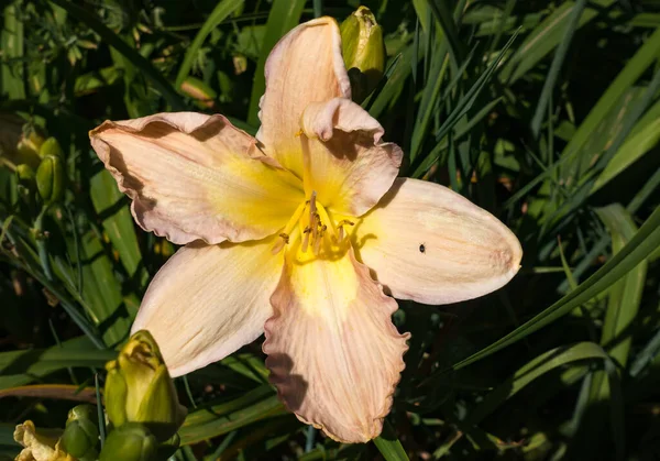 Daylily Flower Garden Seatac Washingotn — ストック写真