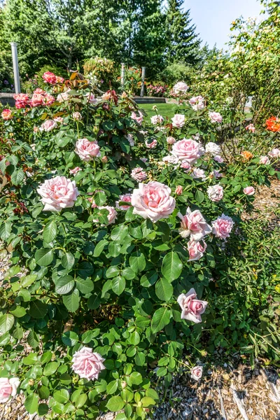 Las Rosas Parecen Estar Por Todas Partes Este Jardín Seatac —  Fotos de Stock