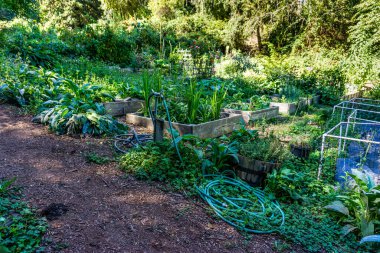 Seattle, Washington 'da geniş canlı bir halk bahçesi bezelye tarlası.