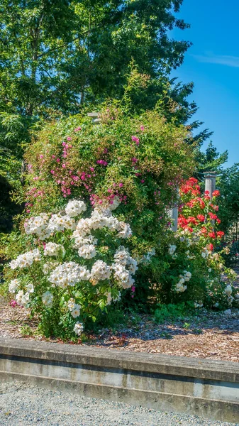 Uma Vista Jardim Cênico Seatac Washington — Fotografia de Stock