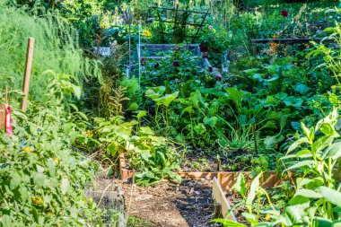 Seattle, Washington 'da geniş canlı bir halk bahçesi bezelye tarlası.