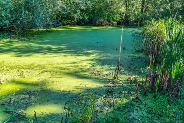 Washington eyaletindeki Nisqully Bataklıkları 'ndaki bir göleti çevreleyen yeşil bitkilerden oluşan bir battaniye.