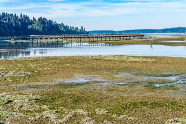 Washington eyaletindeki Nisqually Bataklıkları 'nın üstündeki kaldırım..