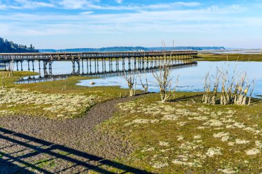 Washington eyaletindeki Nisqually Bataklıkları 'nın üstündeki kaldırım..