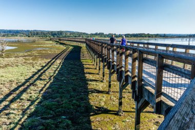 Washington eyaletindeki Nisqually Bataklıkları 'nda bir kaldırım manzaralı..