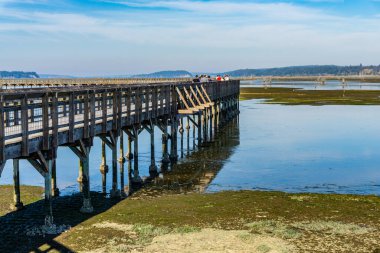 Washington eyaletindeki Nisqually Bataklıkları 'nda bir kaldırım manzaralı..
