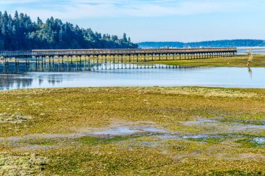 Washington eyaletindeki Nisqually Bataklıkları 'nın üstündeki kaldırım..